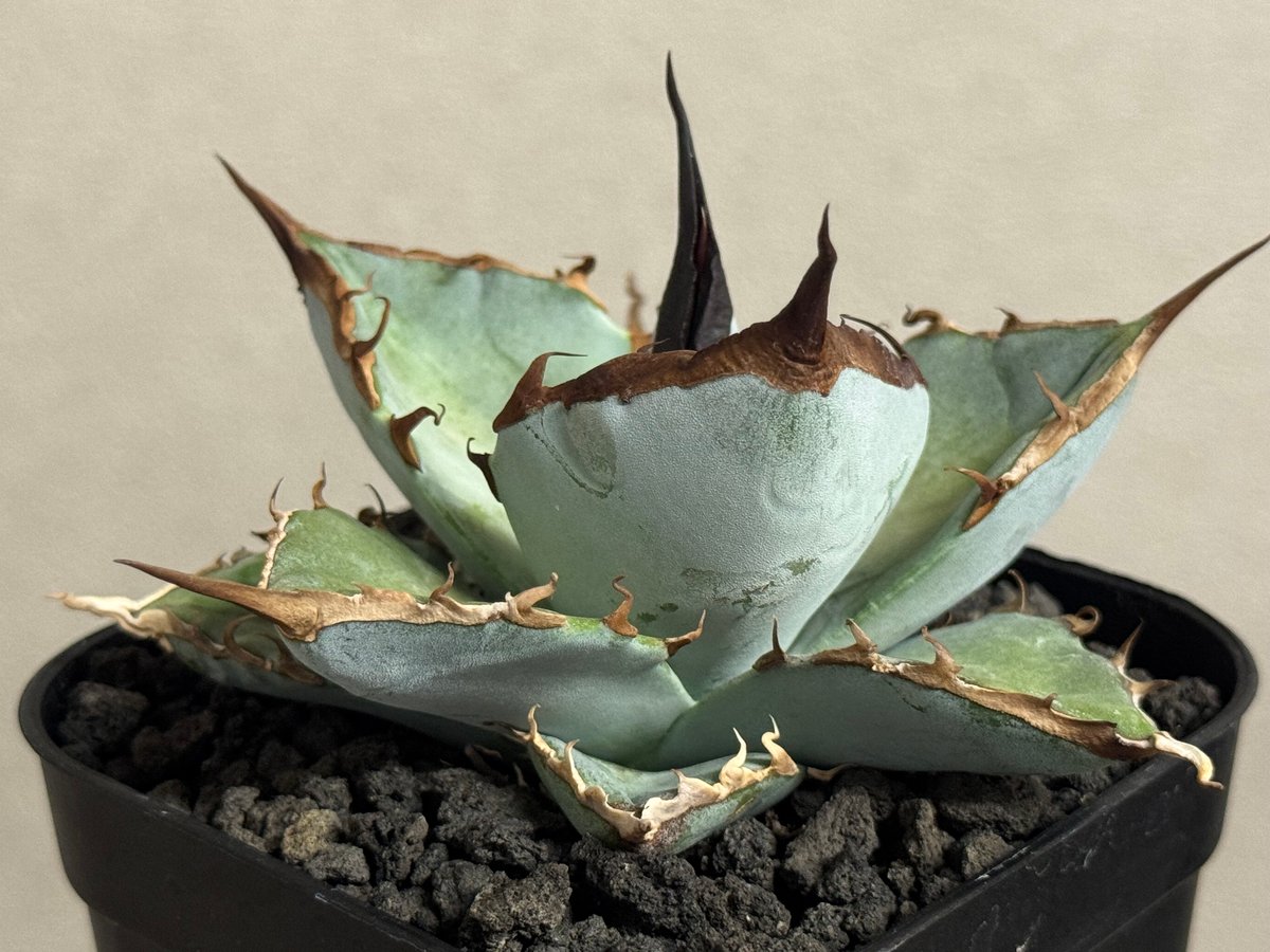アガベ チタノタ HADES(選抜株) 八角形鉢 タグ付 アガベ チタノタ