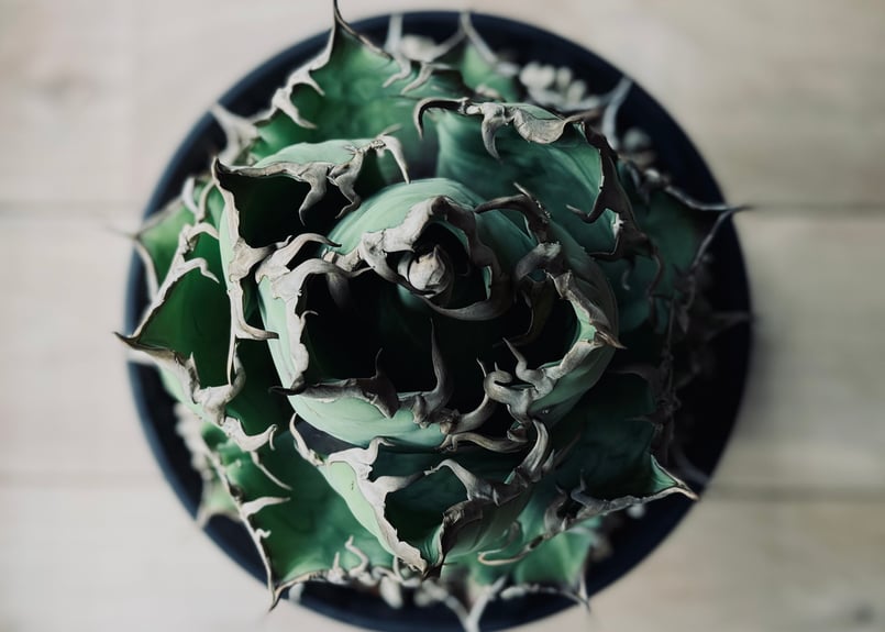 特選株】アガベ・チタノタ シーザー(芽)-045|agave titanota 特選株】アガベ・チタノタ シーザー(芽)-045|agave titanota