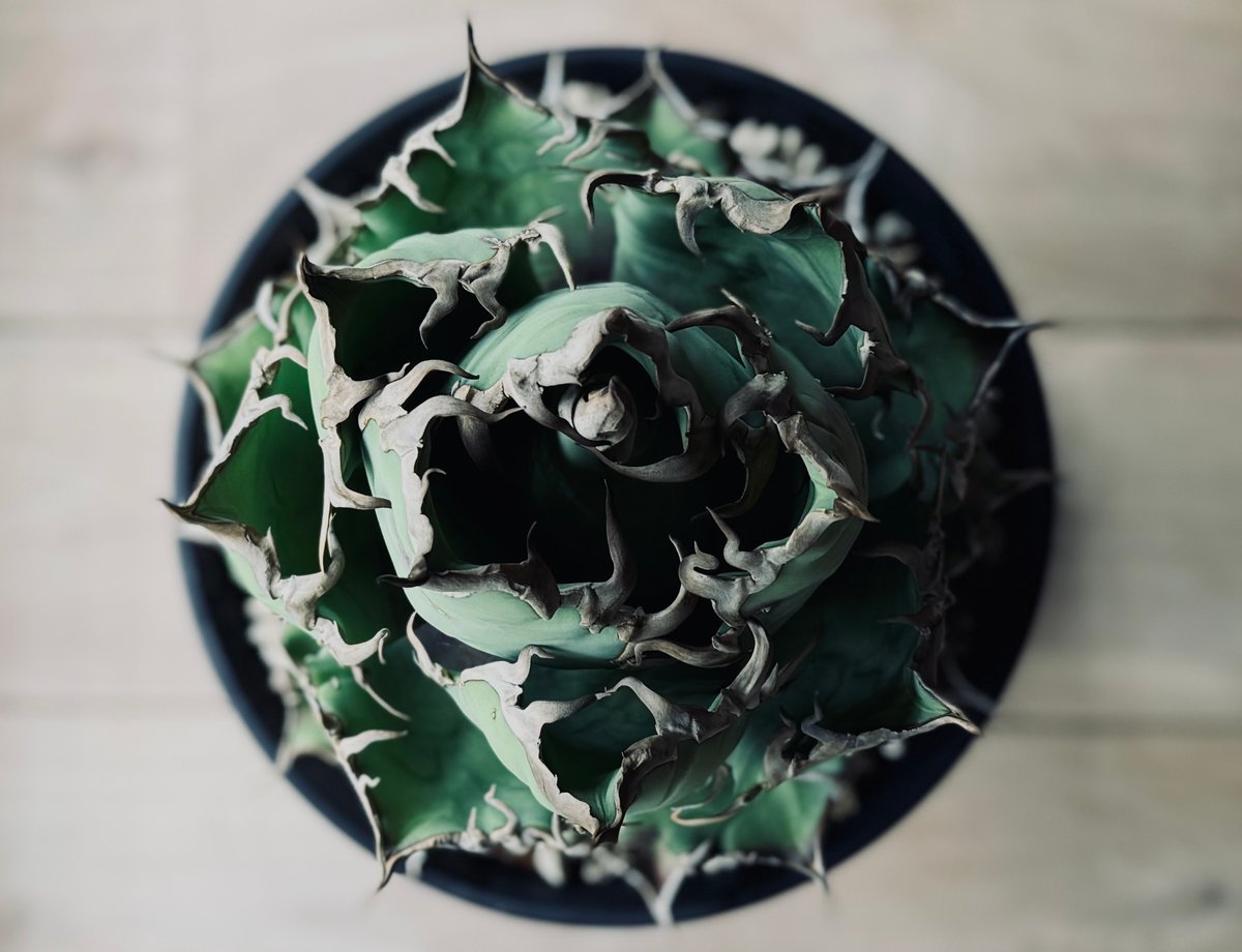 特選株】アガベ・チタノタ シーザー(芽)-045|agave titanota 特選株】アガベ・チタノタ シーザー(芽)-045|agave titanota