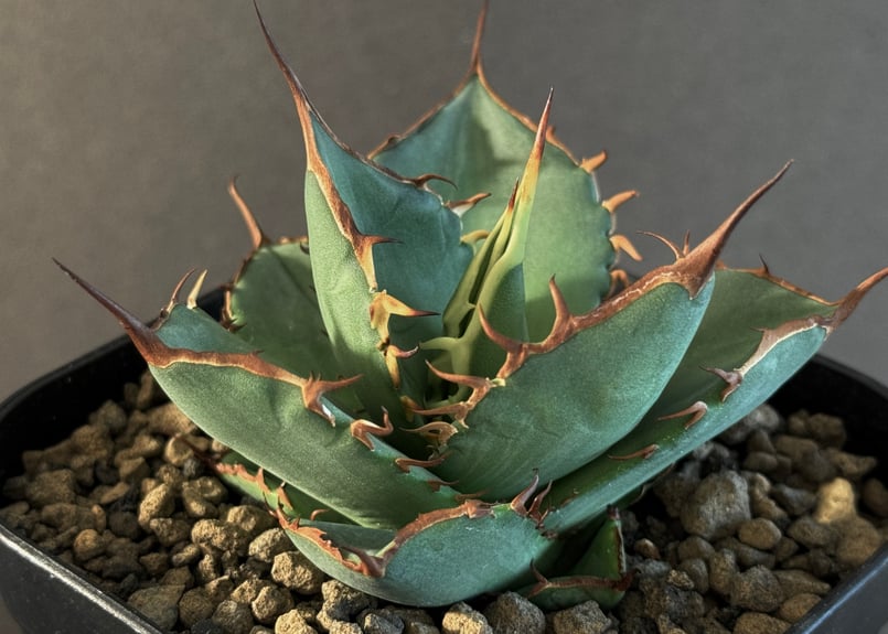 アガベ・チタノタ FO076/オテロイ(芽)005|agave titanota FO-076 アガベ・チタノタ FO076/オテロイ(芽)005|agave titanota FO-076