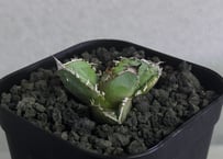 アガベ・チタノタ 金剛（芽）-010｜agave titanota adamantine |