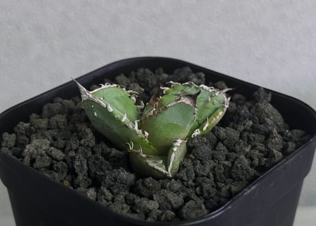 アガベ G720 アガベ 黒王 | NR Plants