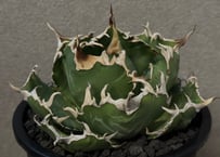 m*❗様 【アガベ チタノタ “精品氷山” 】G.SAMURAI産/BIGサイズ m*❗様 【アガベ チタノタ “精品氷山” 】G.SAMURAI産/BIGサイズ