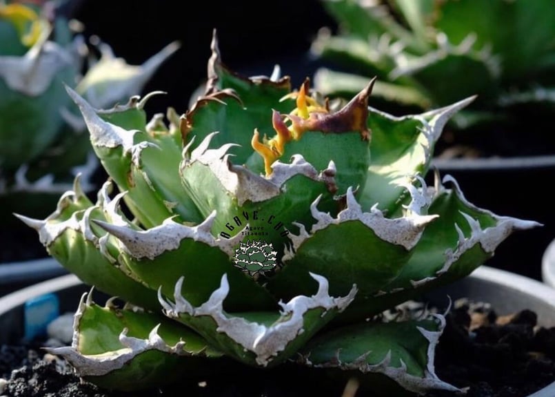 宜しくお願い致しますアガベ チタノタ - 植物/観葉植物