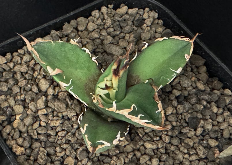 アガベ・チタノタ シーザー/CJ血統(凱撒)芽-014|agave アガベ・チタノタ シーザー/CJ血統(凱撒)芽-014|agave