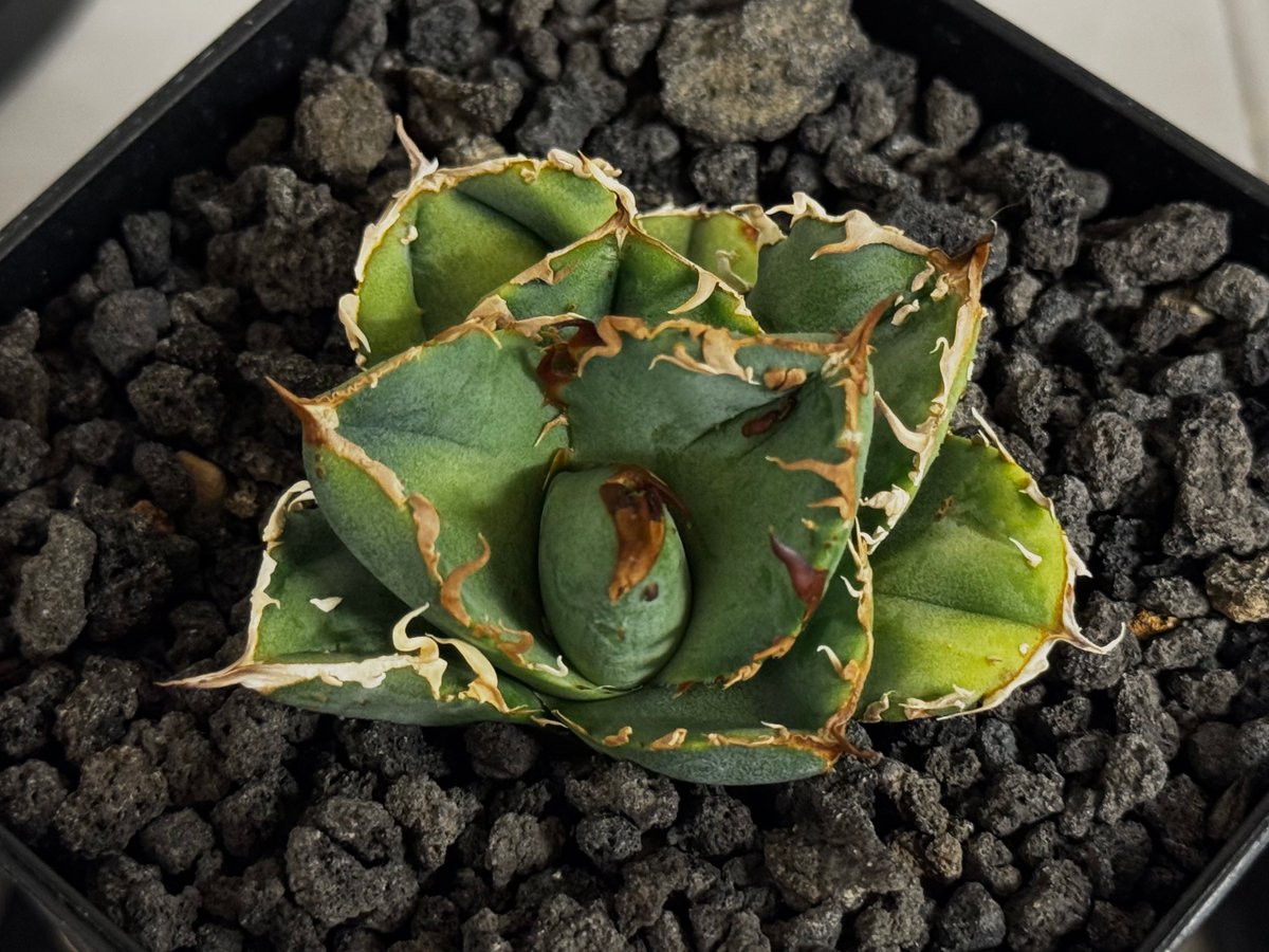 アガベ・チタノタ 疣猪/丸叶背刺（芽）-016｜agave titanota warthog