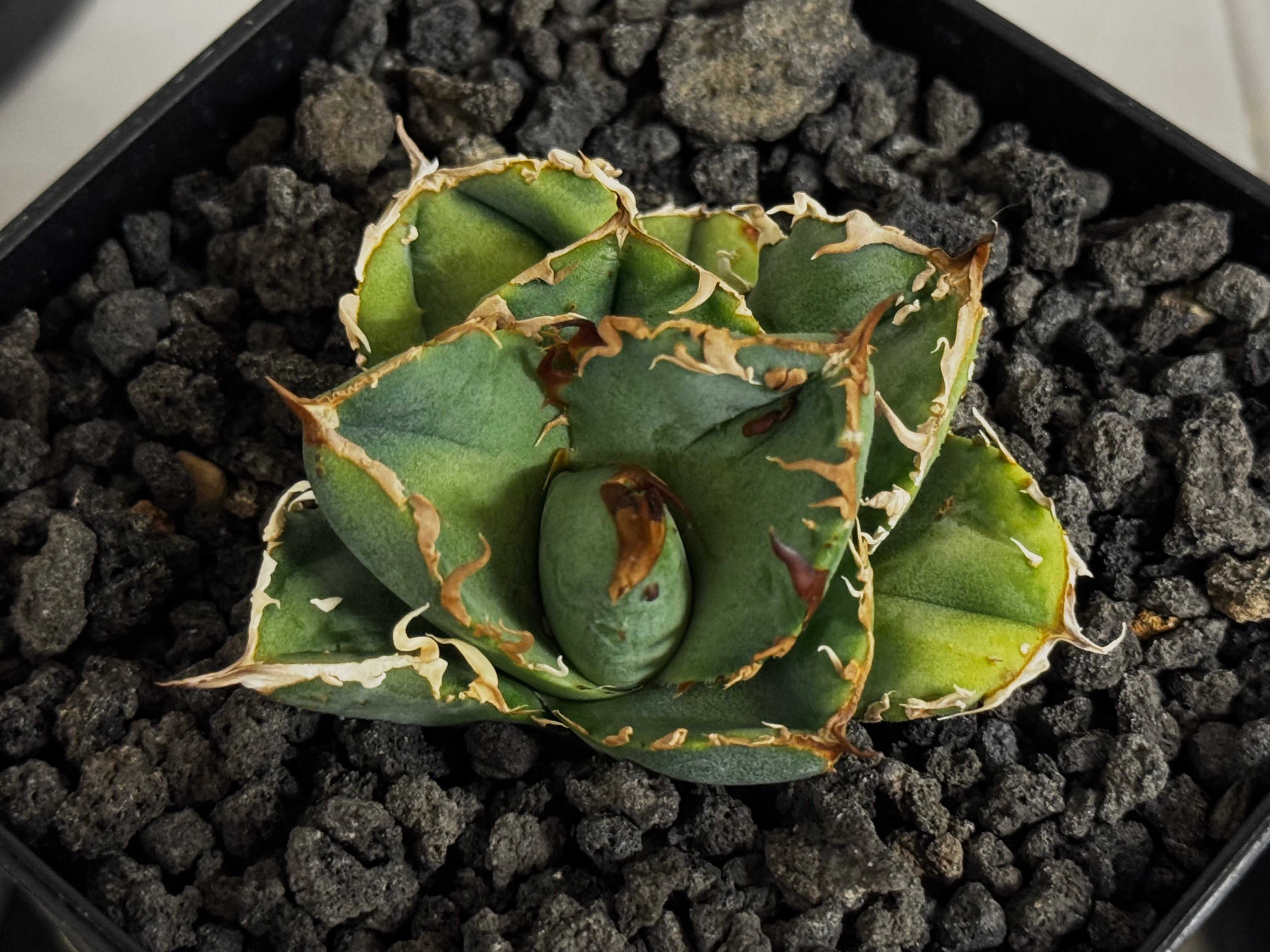 アガベ・チタノタ 疣猪/丸叶背刺（芽）-016｜agave titanota warthog