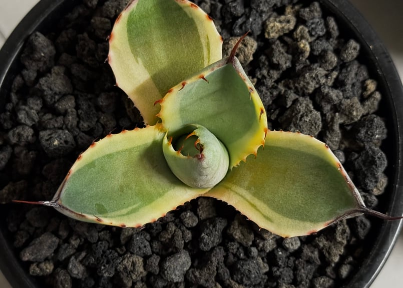 アガベ・パリー（オリザバ）｜（芽）-002｜ agave parryi var. trunca