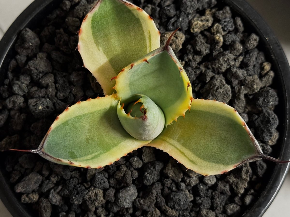 アガベ・パリー（オリザバ）｜（芽）-002｜ agave parryi var. trunca