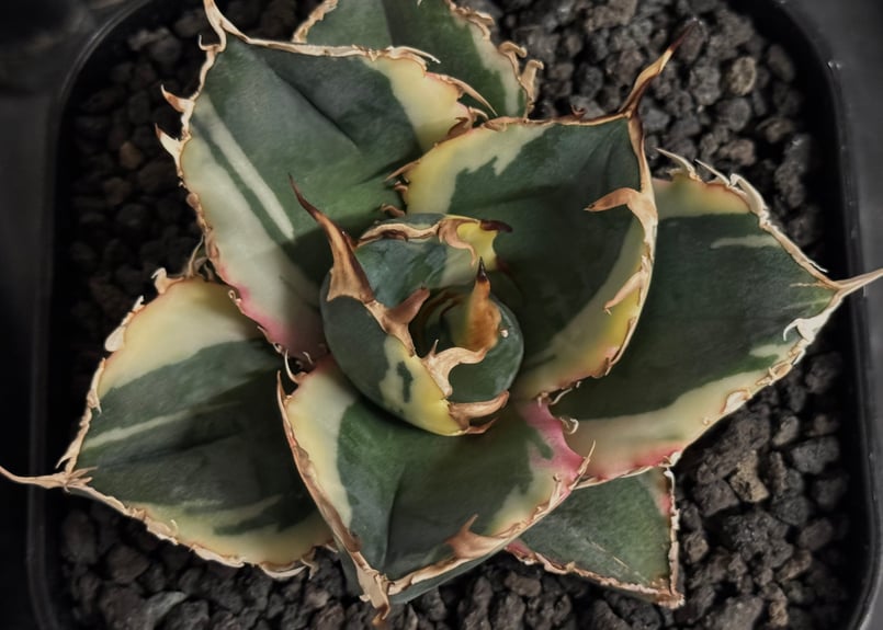アガベ チタノタ　白鯨 Amazon｜アガベ チタノタ 白鯨/Agave titanota 'White Whale/観葉植物