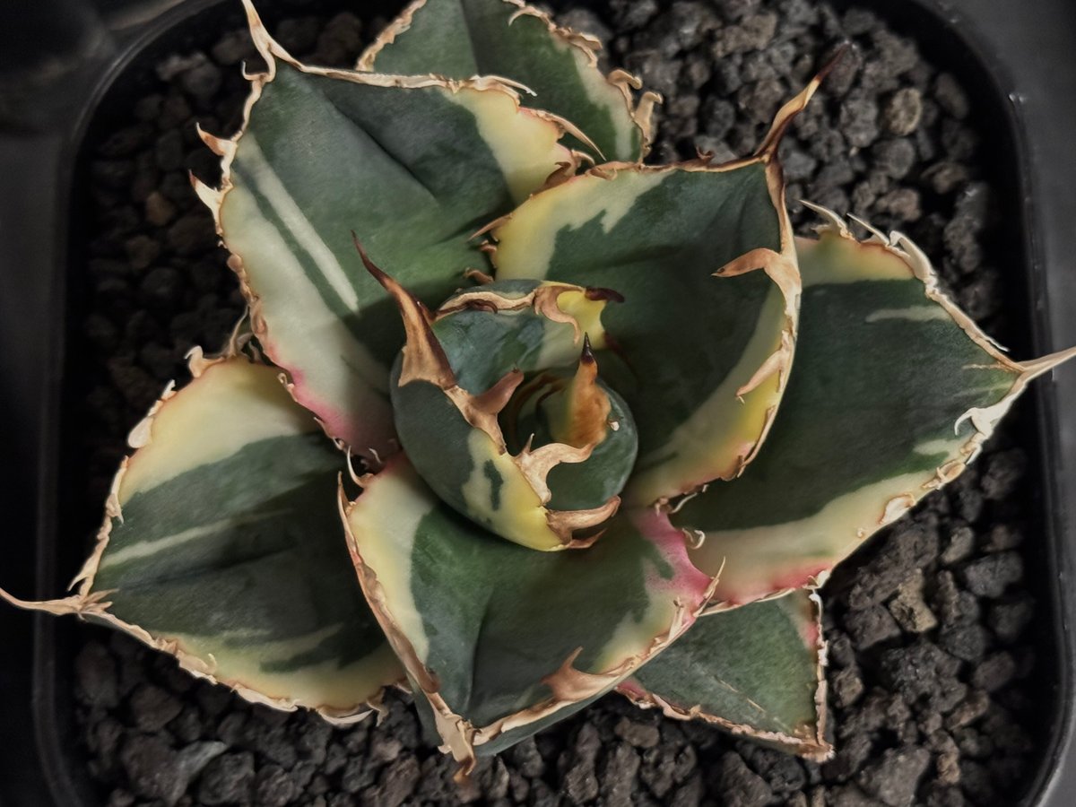 アガベ・チタノタ白鯨（覆輪）芽-008｜agave titanota white whale