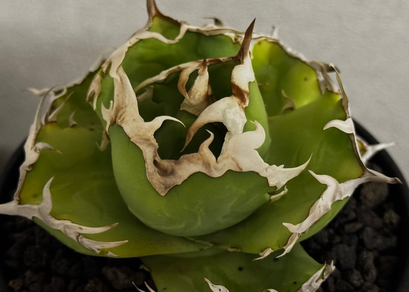 アガベ・チタノタ 中国螃蟹（厳選コンパクト）- 012｜agave titanota