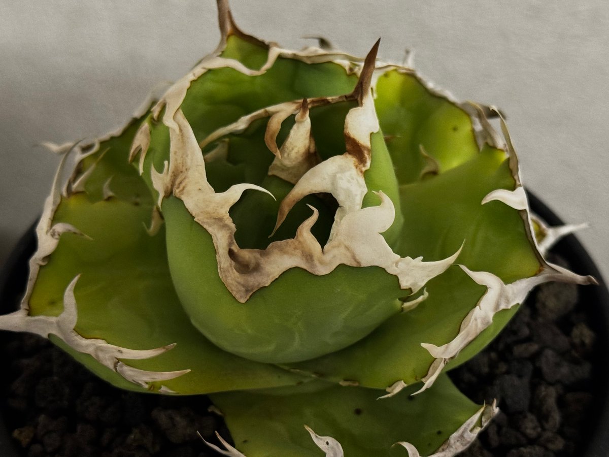 アガベ・チタノタ 中国螃蟹（厳選コンパクト）- 012｜agave titanota
