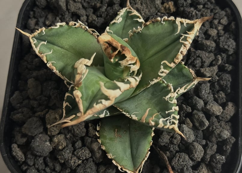 アガベ・チタノタ 白幽霊（芽）-006｜agave titanota white ghost