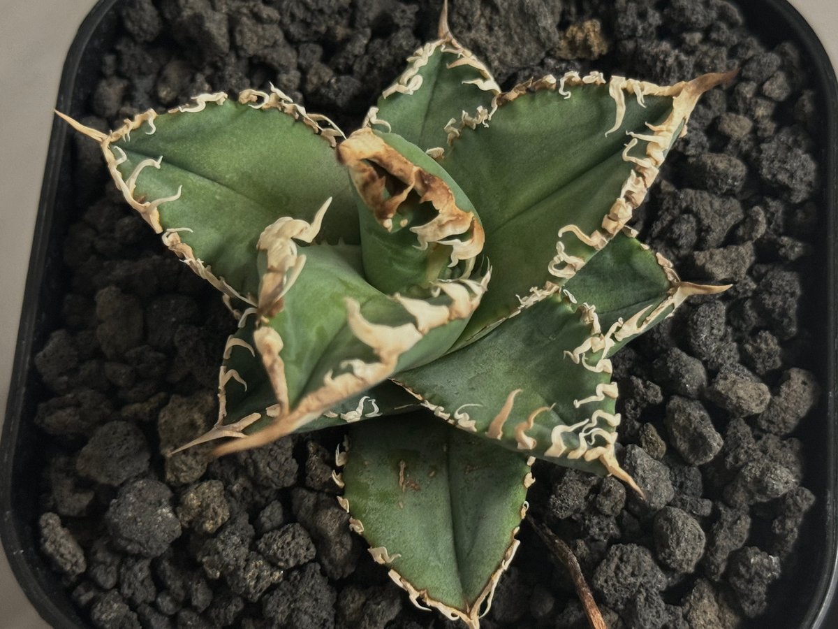 アガベ・チタノタ 白幽霊（芽）-006｜agave titanota white ghost