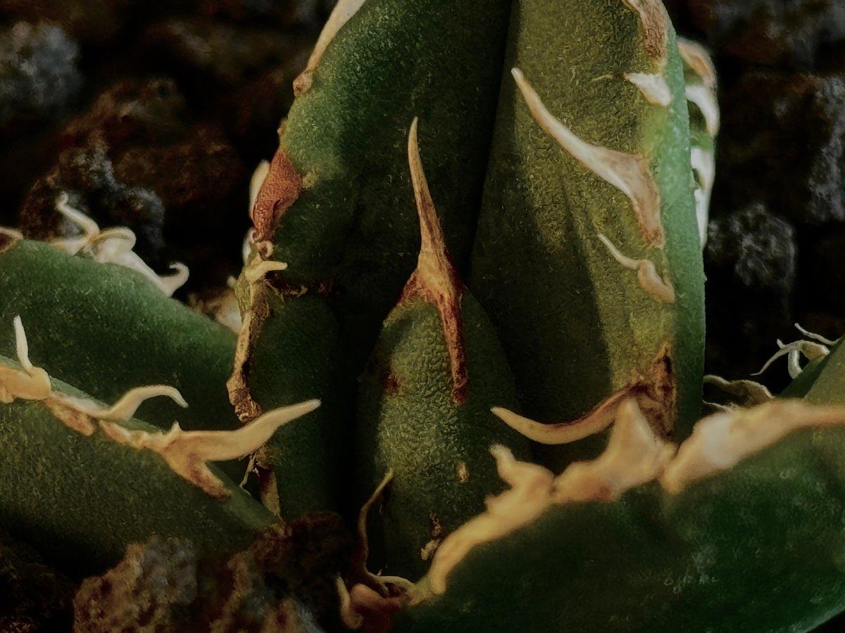 アガベ・チタノタ 蚩尤(芽)-003|agave titanota chiyou | Plus アガベ・チタノタ 蚩尤(芽)-003|agave titanota chiyou | Plus