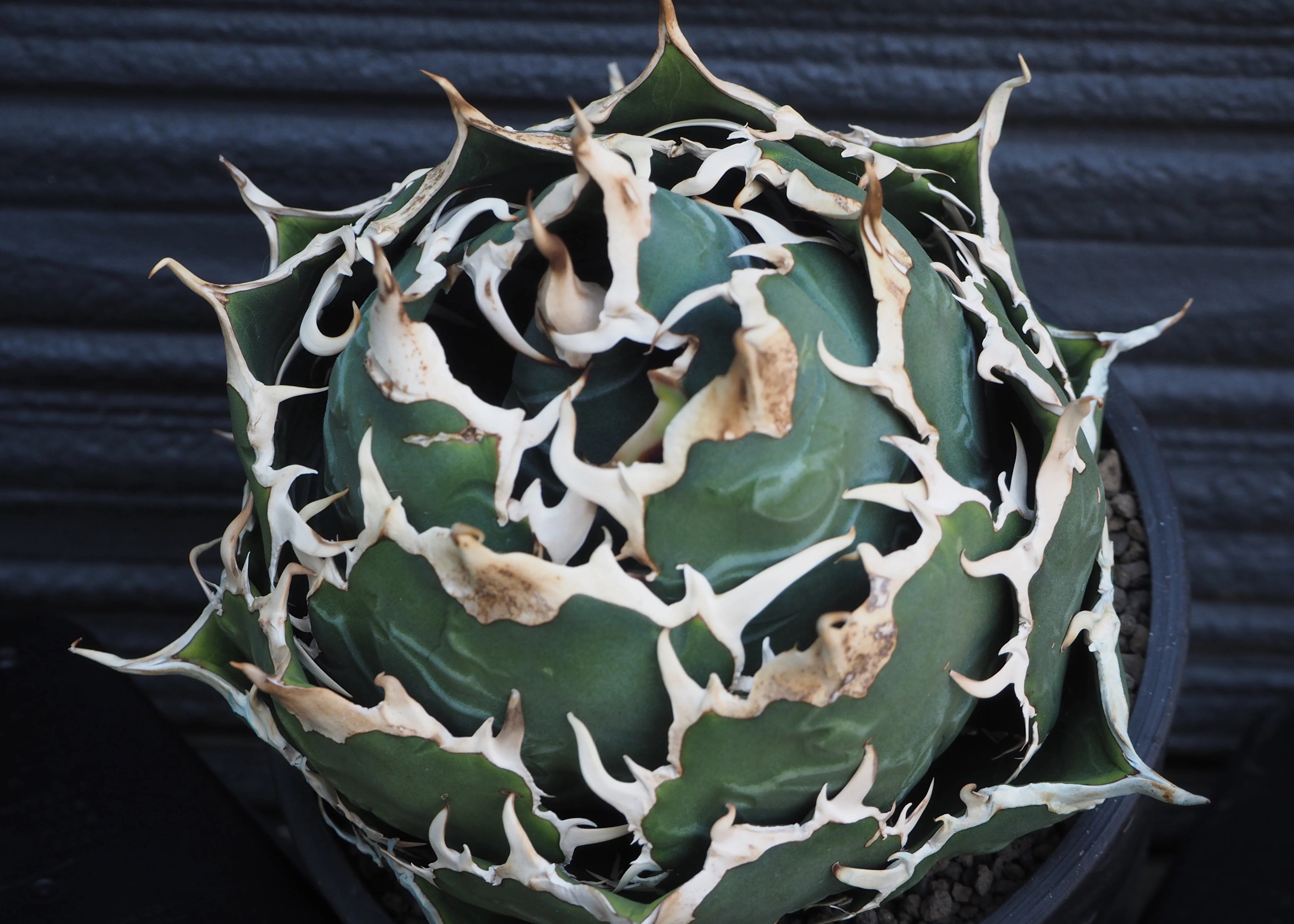 アガベ・チタノタ白鯨（ボールタイプ）大-066｜agave titanota white wh