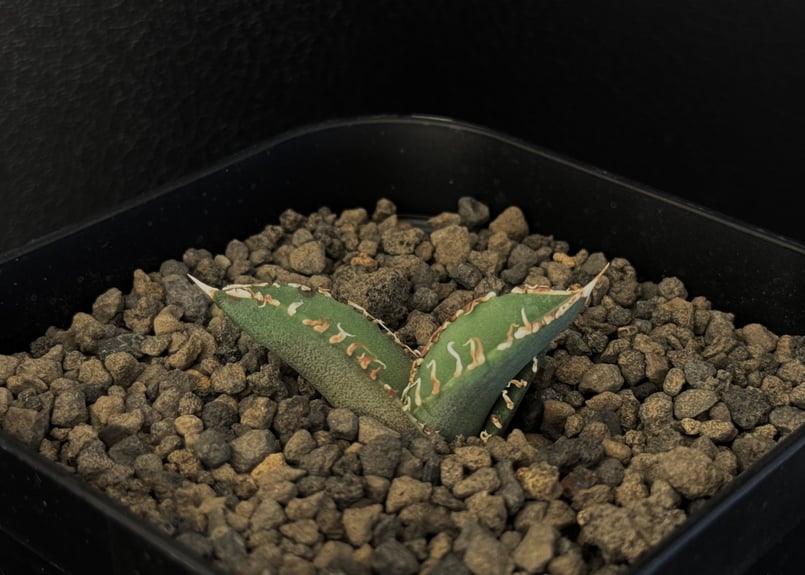 アガベ チタノタ CJ Special 子株 大白鮫 ホオジロザメ 清櫻 アガベ