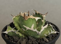 アガベ・チタノタ（ノーネーム）004｜agave titanota No Name | Plu