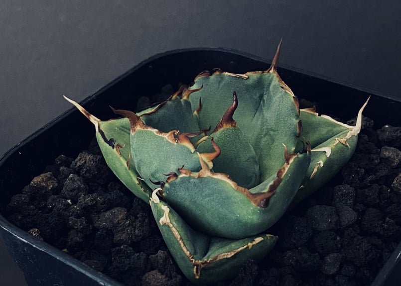 アガベ・チタノタ 純血ジャガーノート/破壊神(芽)-006｜agave titanota