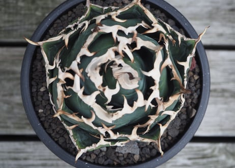 アガベ・チタノタ白鯨（ボールタイプ）中-064｜agave titanota white whale
