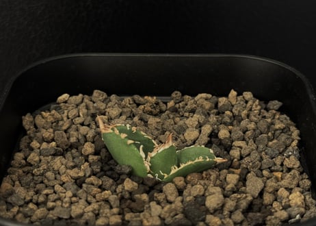アガベ・チタノタ　天狼星(シリウス)-001｜agave titanota sirius