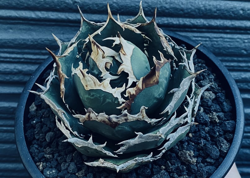 アガベ・チタノタ 烈焔（ボールタイプ）大-015｜agave titanota flame |