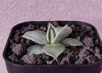 アガベ　一本刺 アガベ・一本刺｜（芽）-003｜ agave isthmensis inermis | Plu