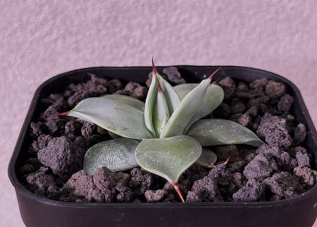 アガベフィギュア６個セット Plus_Plants STORE