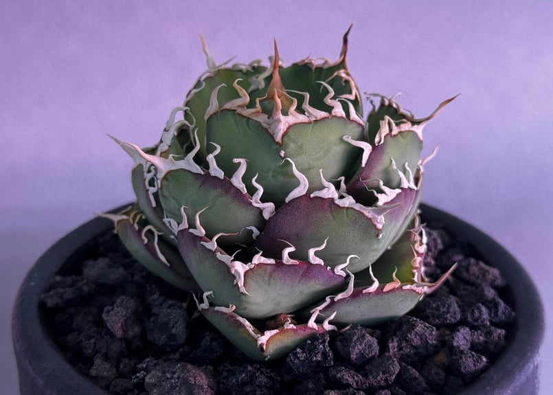 アガベ アガベ・チタノタ 緑水鬼(芽)-004｜agave green submariner | Pl