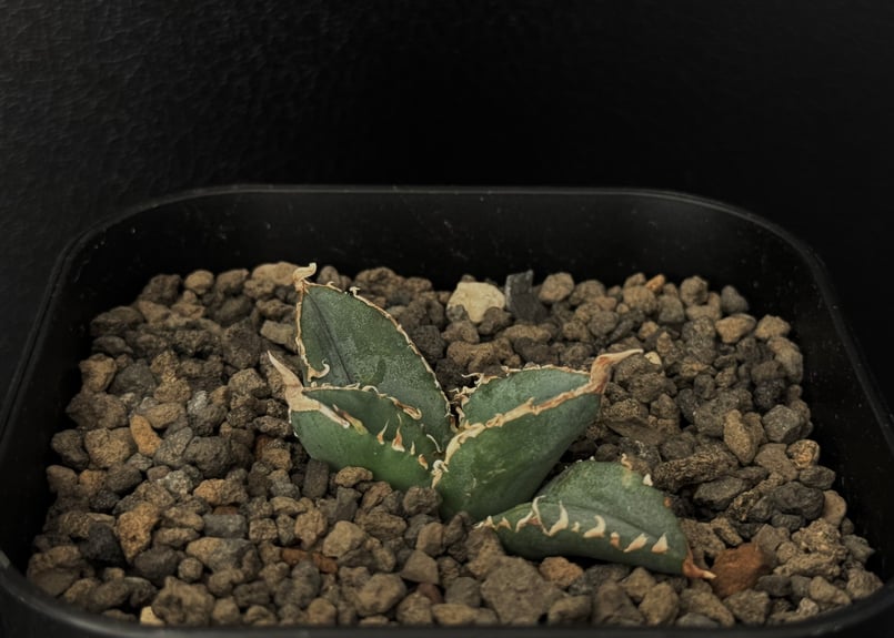 アガベ・チタノタ 繁星(芽)-021|agave titanota star‐studded アガベ・チタノタ 繁星(芽)-021|agave titanota star‐studded