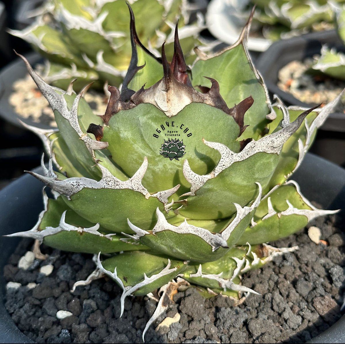 アガベ チタノタ ハデス② (Agave Titanota Hades)