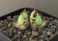 台湾 Lize産 アガベ シーザー 凱撤 CAESAR 台湾 Lize産 アガベ シーザー 凱撤 CAESAR - メルカリ