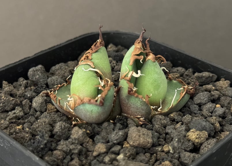 双頭】アガベ・チタノタ シーザー/CJ血統（凱撒）芽-006｜agave