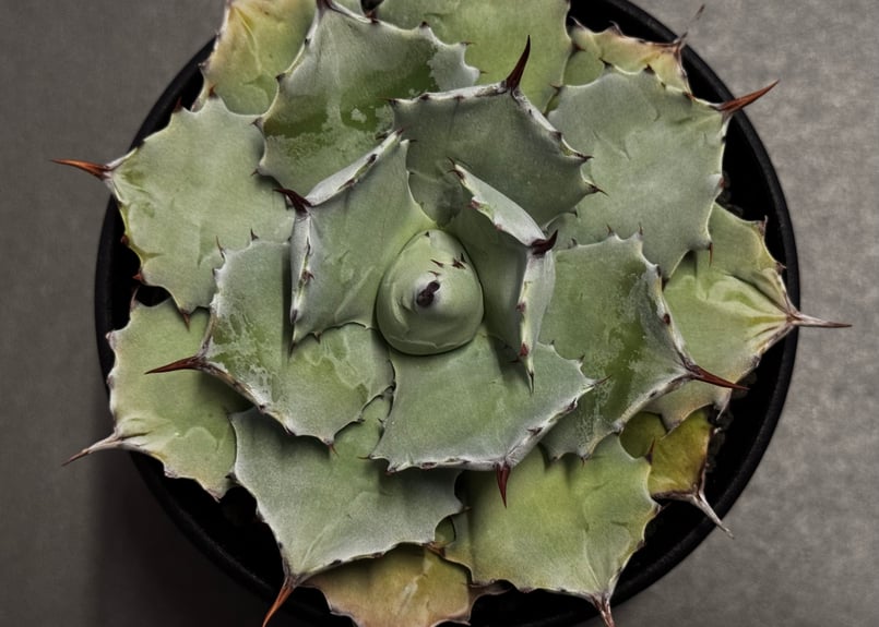 アガベ　チタノタ　ユタエンシス×イシスメンシス　#019 アガベ チタノタ ユタエンシス×イシスメンシス #019 Agave titanota