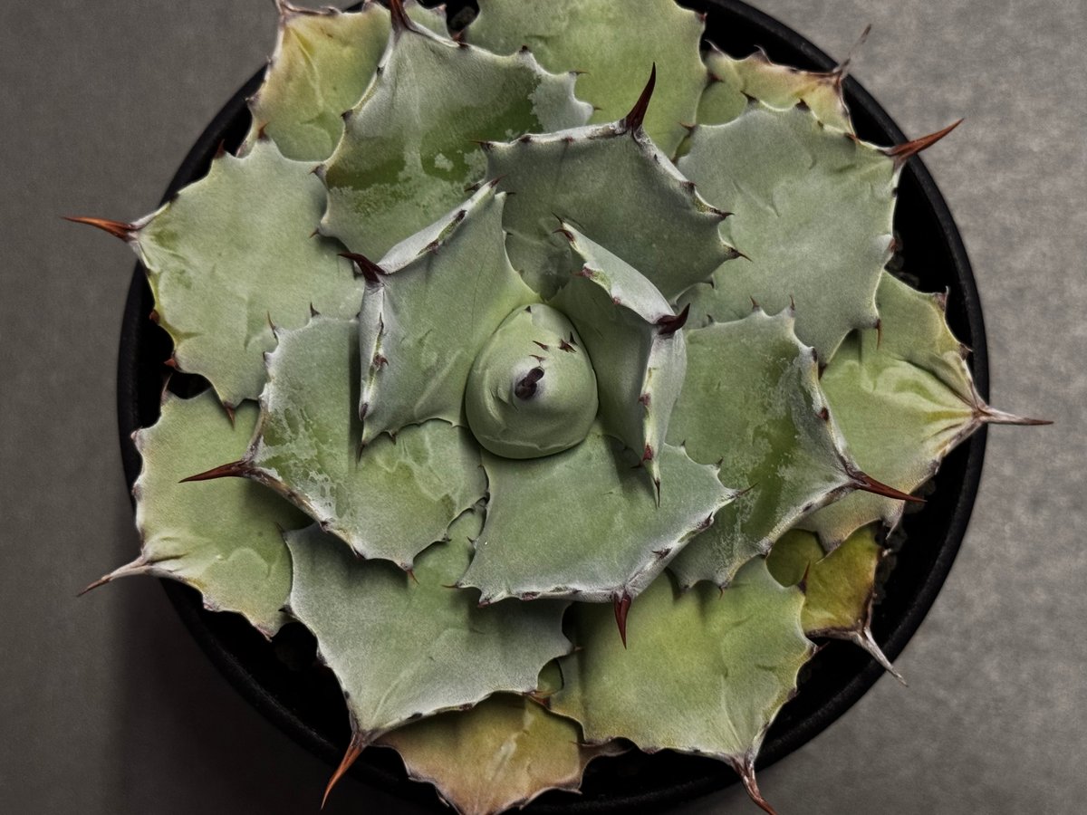 アガベ BB beast ロイヤル アガベビースト | STORES