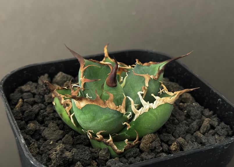 アガベ・チタノタ シーザー/CJ血統（凱撒）芽-009｜agave titanota caes