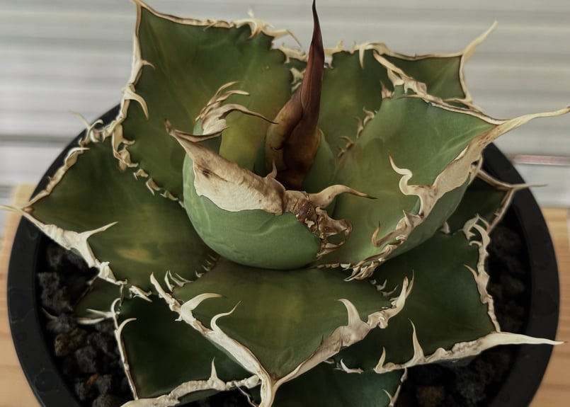 アガベ・チタノタ 緑幽霊(中)-010｜agave titanota green ghost