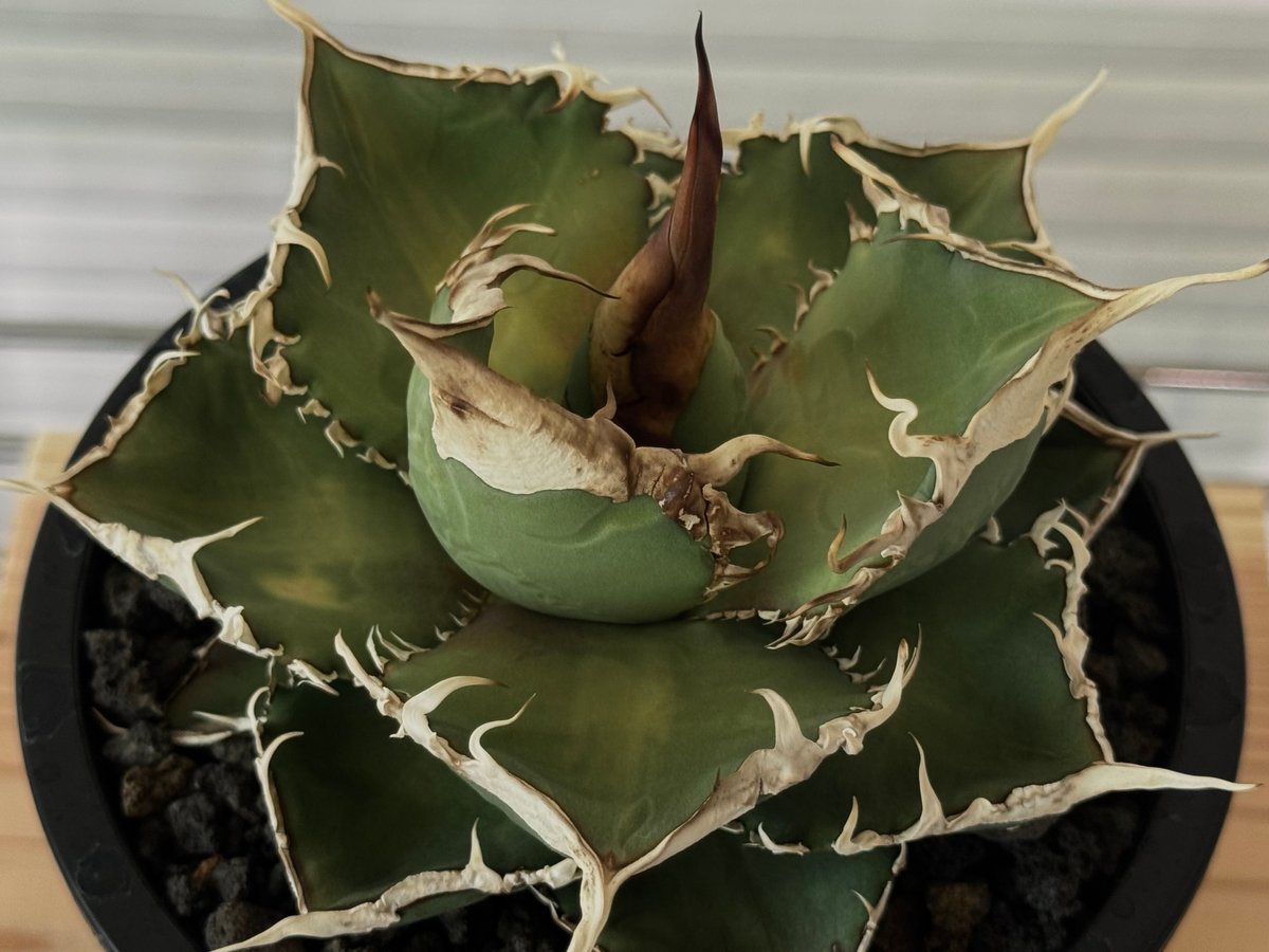 アガベ・チタノタ 緑幽霊(中)-010｜agave titanota green ghost