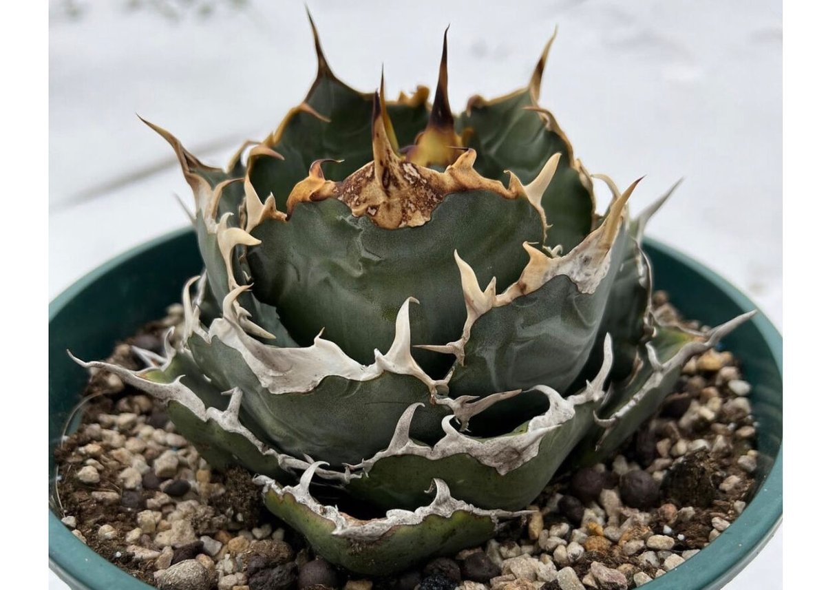 Y599 アガベ　agave チタノタ 白鯨 極上株