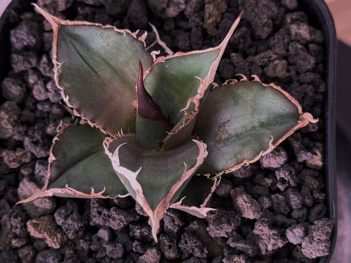 アガベ・チタノタ 緑幽霊（芽）-007｜agave titanota green ghost