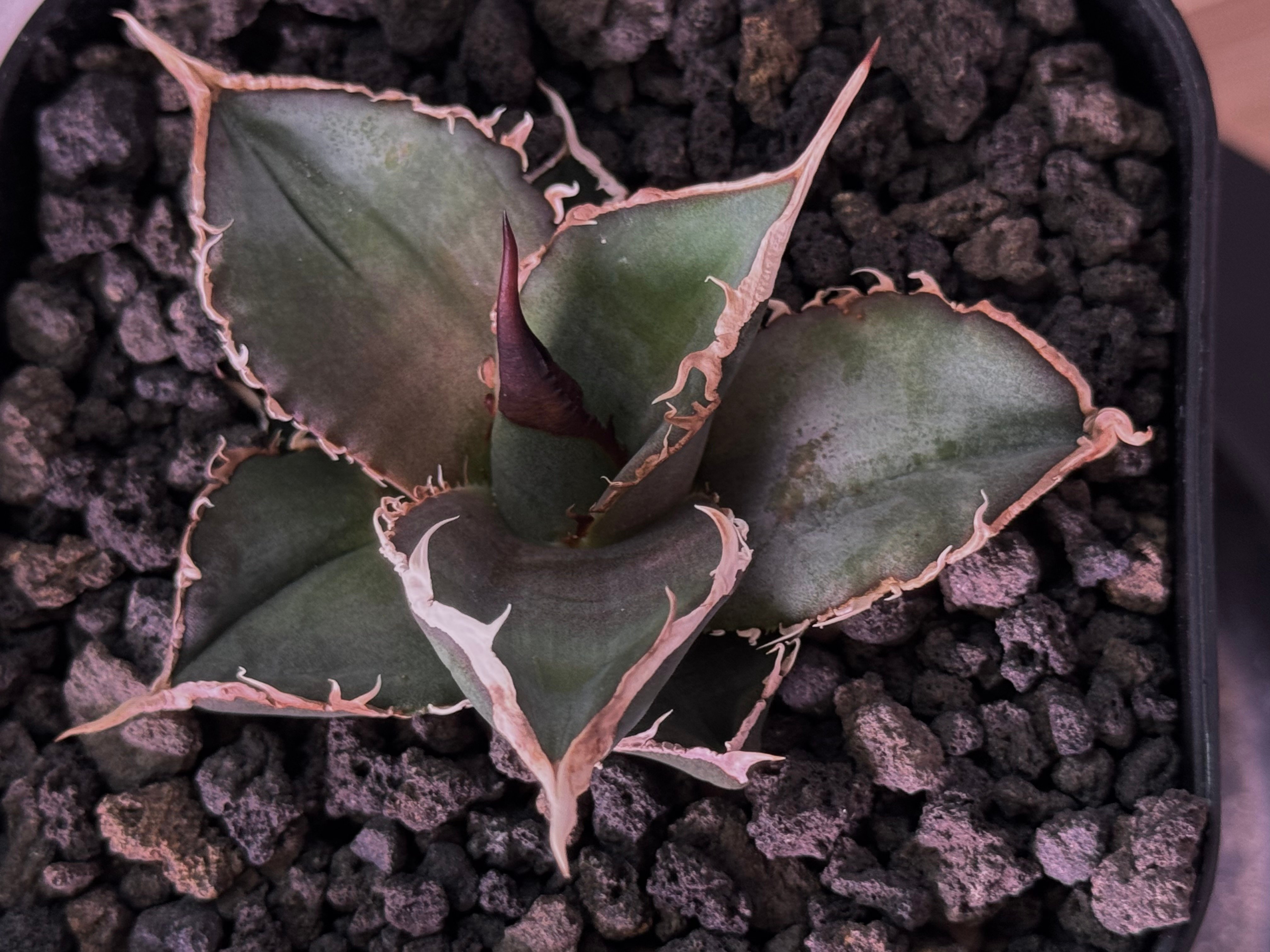 アガベ・チタノタ 緑幽霊（芽）-007｜agave titanota green ghost