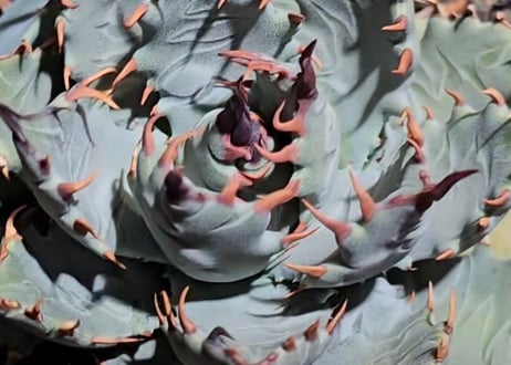 アガベ ハイブリッド・甲蟹×妖炎 (小株/実生)-005｜Agave hybrid isthmensis × utahensis var. eborispina