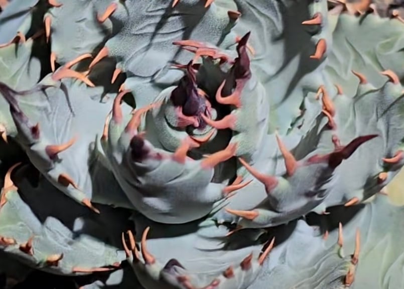 アガベ ハイブリッド・甲蟹×妖炎 (小株/実生)-003｜Agave hybrid isthm