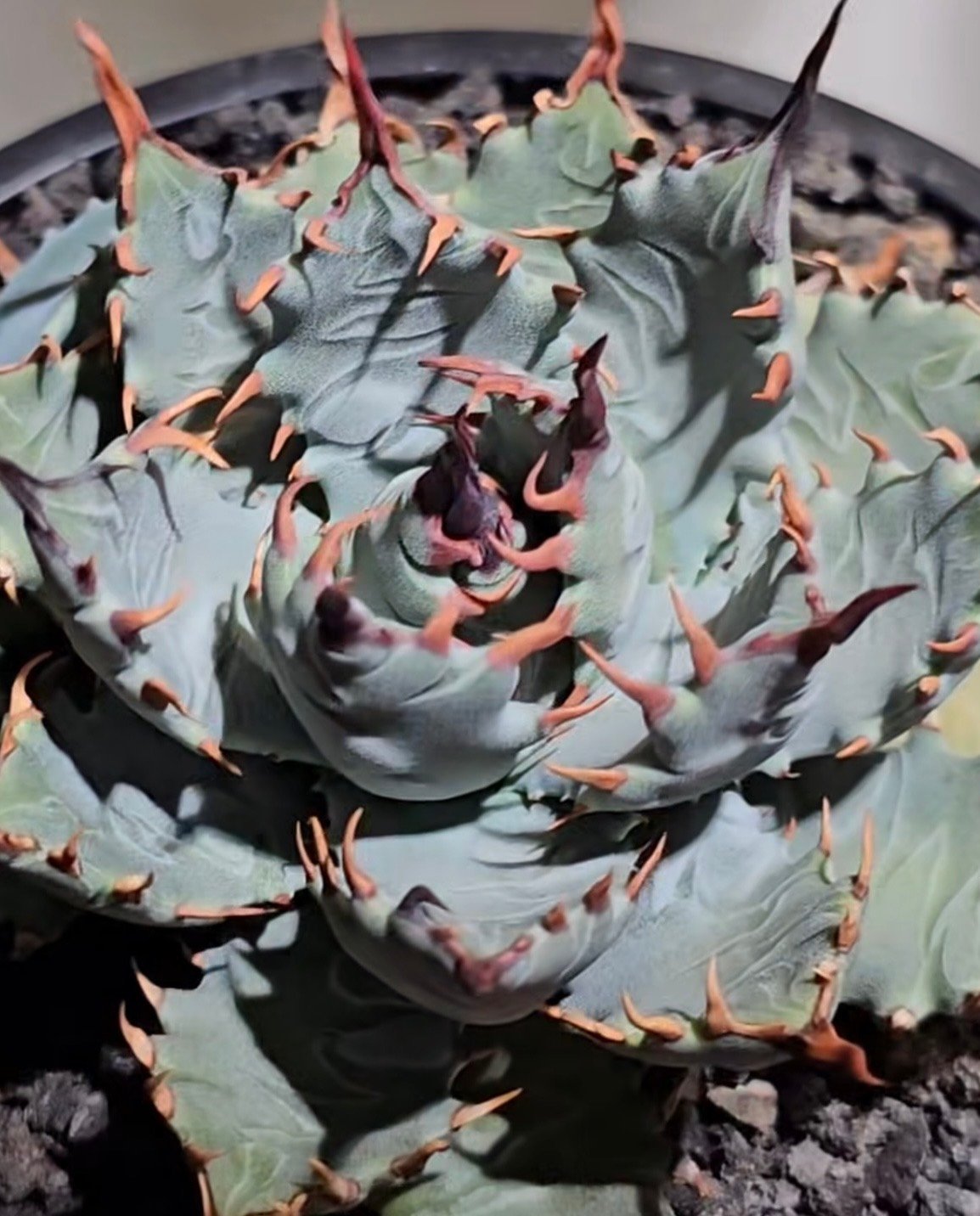 アガベ ハイブリッド・甲蟹×妖炎 (小株/実生)-003｜Agave hybrid isthm