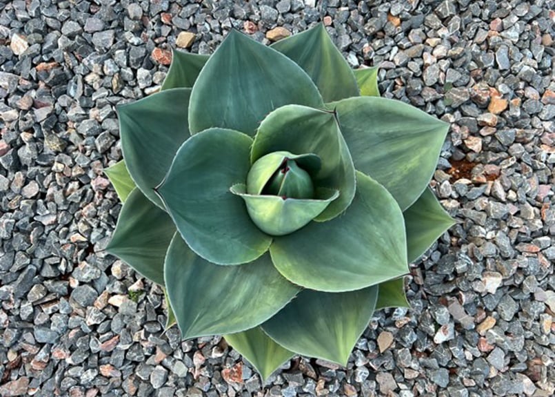 アガベ・オバティフォリア（丸葉タイプ）｜（芽）-001｜ agave