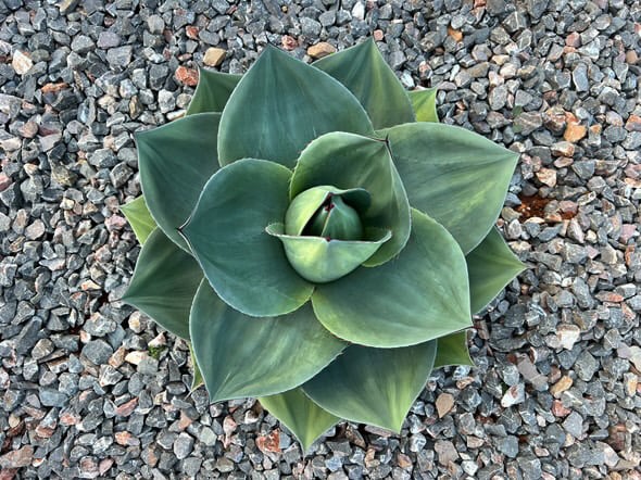 アガベ・オバティフォリア（丸葉タイプ）｜（芽）-001｜ agave