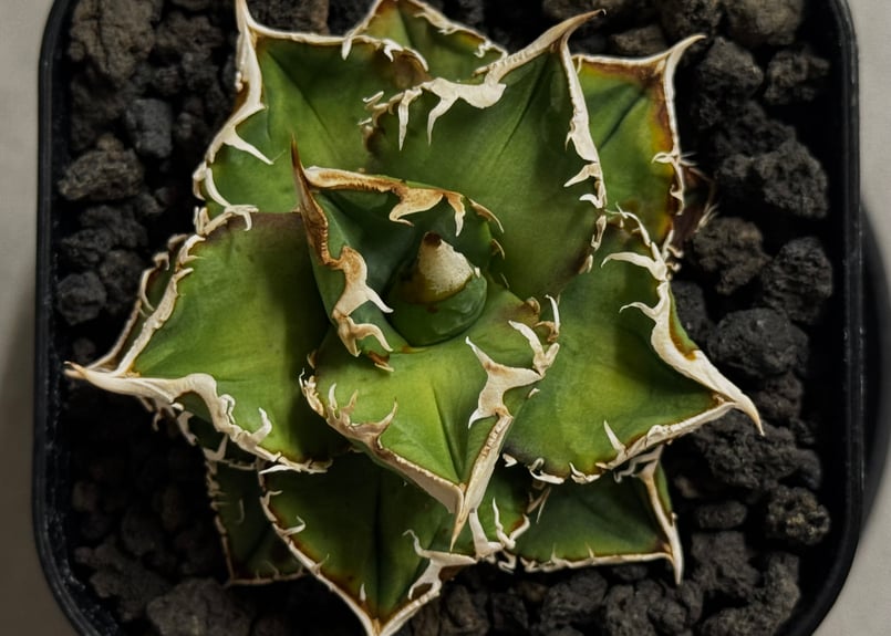 アガベ チタノタ 追星 Lize産 子株 アガベ チタノタ 追星 子株 Lize産