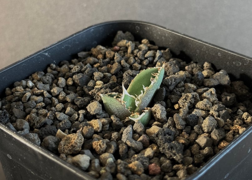 アガベチタノタ大白鯊lize血統子株①(検索)皇冠悪魔星空麻花龍