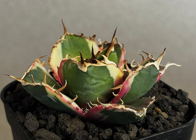 アガベ・チタノタ白鯨（覆輪）芽-006｜agave titanota white whale